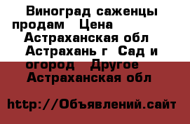 Виноград саженцы продам › Цена ­ 200-250 - Астраханская обл., Астрахань г. Сад и огород » Другое   . Астраханская обл.